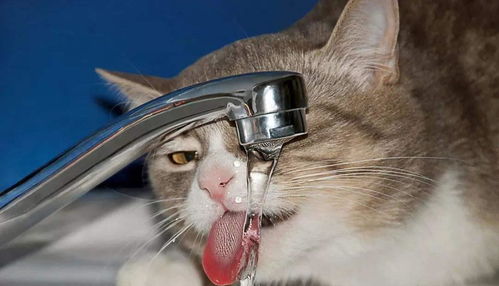 为啥猫不喜欢喝宠主给的水,宠主 猫有千种,喝水有四种