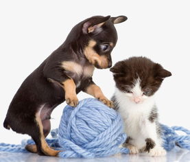 玩线球的小狗和小猫素材图片免费下载 高清装饰图案png 千库网 图片编号4338605 