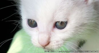 小猫的眼睛一天中有几种变化啊 分别是什么啊 