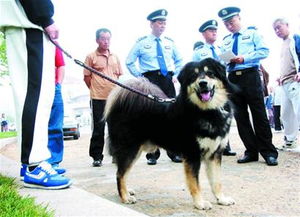 青岛禁养大型犬15天之内自行处置 放狗吓人罚款