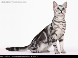 一只灰白色猫咪图片免费下载 红动网 