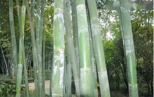 绿竹盆栽的养殖方法？
