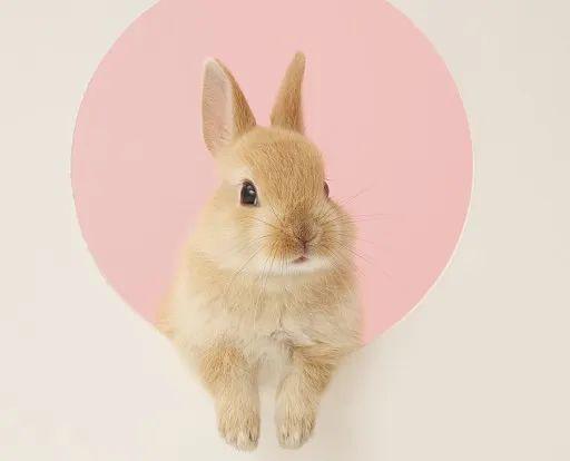 兔子真的喜欢吃胡萝卜吗