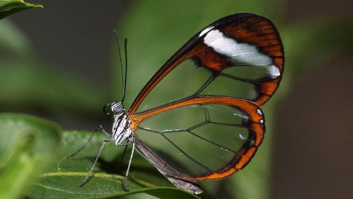 科学家们研究蝴蝶如何进化出 隐形的 翅膀