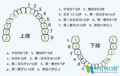 口腔护理保健 口腔疾病科普 儿童口腔保健知识 开立特口腔 