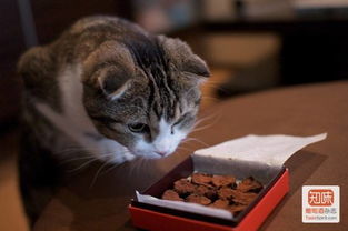 猫为什么不能吃巧克力 猫不小心吃了巧克力怎么办 