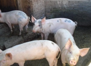 生猪养殖的超级周期,持续性盈利已达20个月 