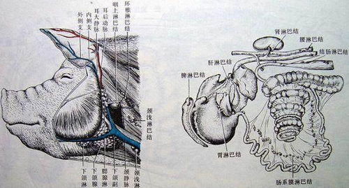 动物淋巴结为啥不能吃