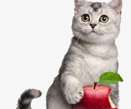 由于特殊的刺激气味,很多水果猫咪都不吃,苹果味道甘甜它会吃吗