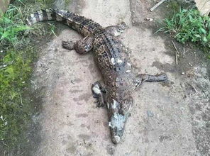 四川疑似放生鳄鱼 湿地公园发现活体鳄鱼 已被击毙