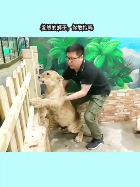 发怒的狮子,你敢抱吗 