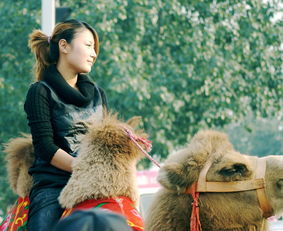 女人梦见骑骆驼(女人梦见骑骆驼赶路)