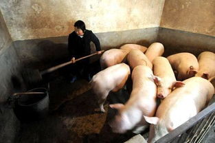 冬季清理猪舍粪便注意事项,养猪人都做对了吗