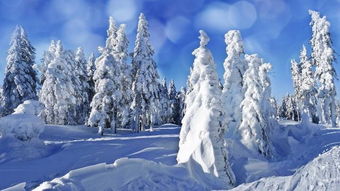 西伯利亚的冬天,西伯利亚的冬天有多冷
