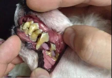 艾吉宠物医院连锁 让你家的狗狗试试磨牙,对狗很重要