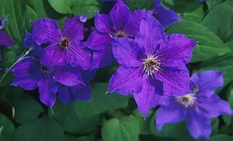45种 ￤ 蓝色花开的乔灌木 藤本和水生植物