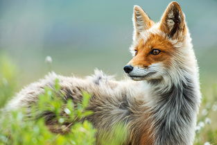 狐狸之声,狐狸之声:一段神秘而迷人的动物语言