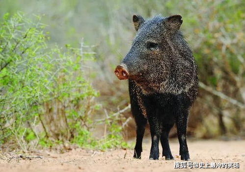 南美原始雨林生活一野生动物,长得像猪但不是猪,身上能分泌麝香