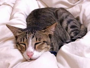 猫咪肠胃炎一般多久能好 该怎么治疗 