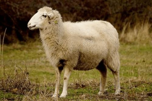 2027年属羊的是什么命,27年出生的羊五行属什么
