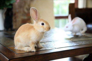 兔子认主人的表现