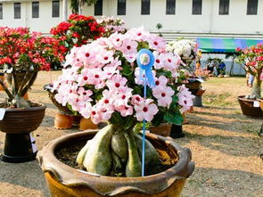 花期最长的室内花卉,家庭盆栽花卉