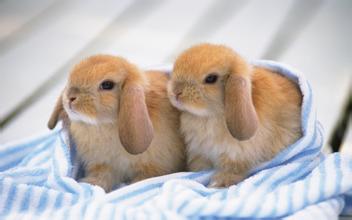 英国斑点兔 种兔价格 英国斑点兔 种兔价格 灰色 