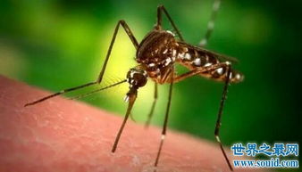 世界上最大的蚊子身长11公分 这蚊子就是华丽巨蚊 2 