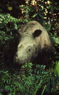 苏门答腊犀牛