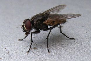 苍蝇是大自然的清道夫,腐烂的东西和动物的粪便都是它们的食物 