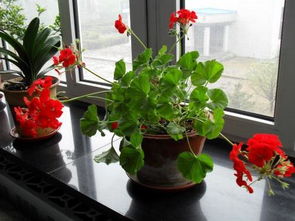 卧室花卉可放哪些绿植,为什么会有人喜欢在卧室养花？