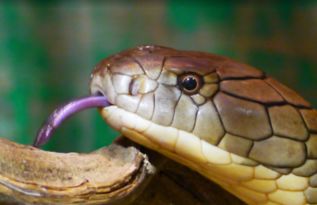蛇中之王 眼镜王蛇价值多少钱 人工养殖管理关键是什么 怎么喂养和预防疾病