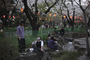 樱花树之魂：日本美的象征与深厚文化内涵