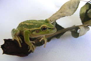 青蛙一年能吃多少只害虫 