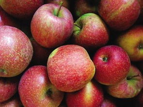 7月份什么苹果成熟 7月份吃哪里产的苹果