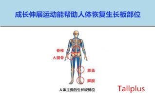 为什么人会长高？