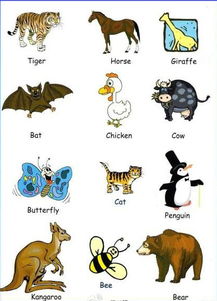 中学生英语学习必备 动物英语单词大全 图