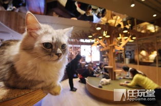 猫咪咖啡店丨内含大量毛绒绒,吸猫时间到