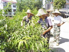 学习桃树剪枝 