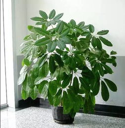 盆栽植物常吹空调容易得 空调病 ,室内养花注意啥
