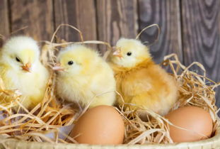 蛋鸡行业转型的危机与机遇