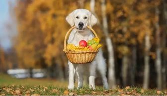 狗能吃樱桃吗,狗能吃樱桃吗 知乎