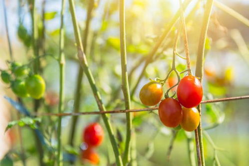 番茄种子怎么种植方法
