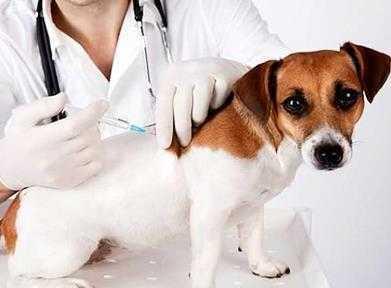 捡了一只小狗,请问该打些什么疫苗 