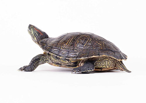 乌龟动物世界海龟地球生物摄影素材图片 模板下载 1.09MB 其他大全 标志丨符号 