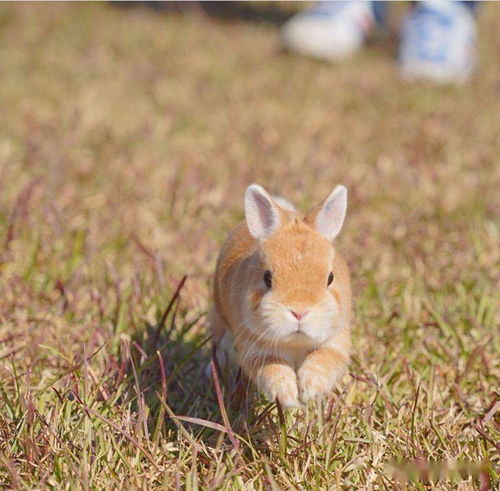 兔子身上容易得跳蚤吗