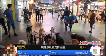 男子在黄兴南路步行街直播同时遛16只狗 你怎么看这种遛狗方式