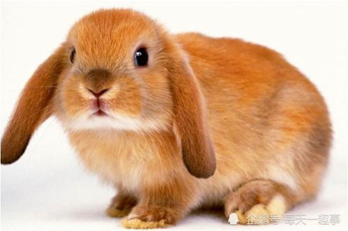 十二生肖之 兔 ,为什么说属兔是最好的性格 大多都是先苦后甜