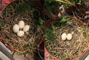 上海老爷叔窗口守护珠颈斑鸠3个月 见证4只小鸟诞生飞翔 组图