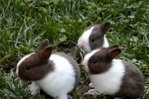 养兔经验 兔子的养殖技术及方法